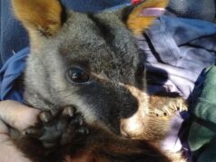 {{brizy_dc_image_alt entityId=