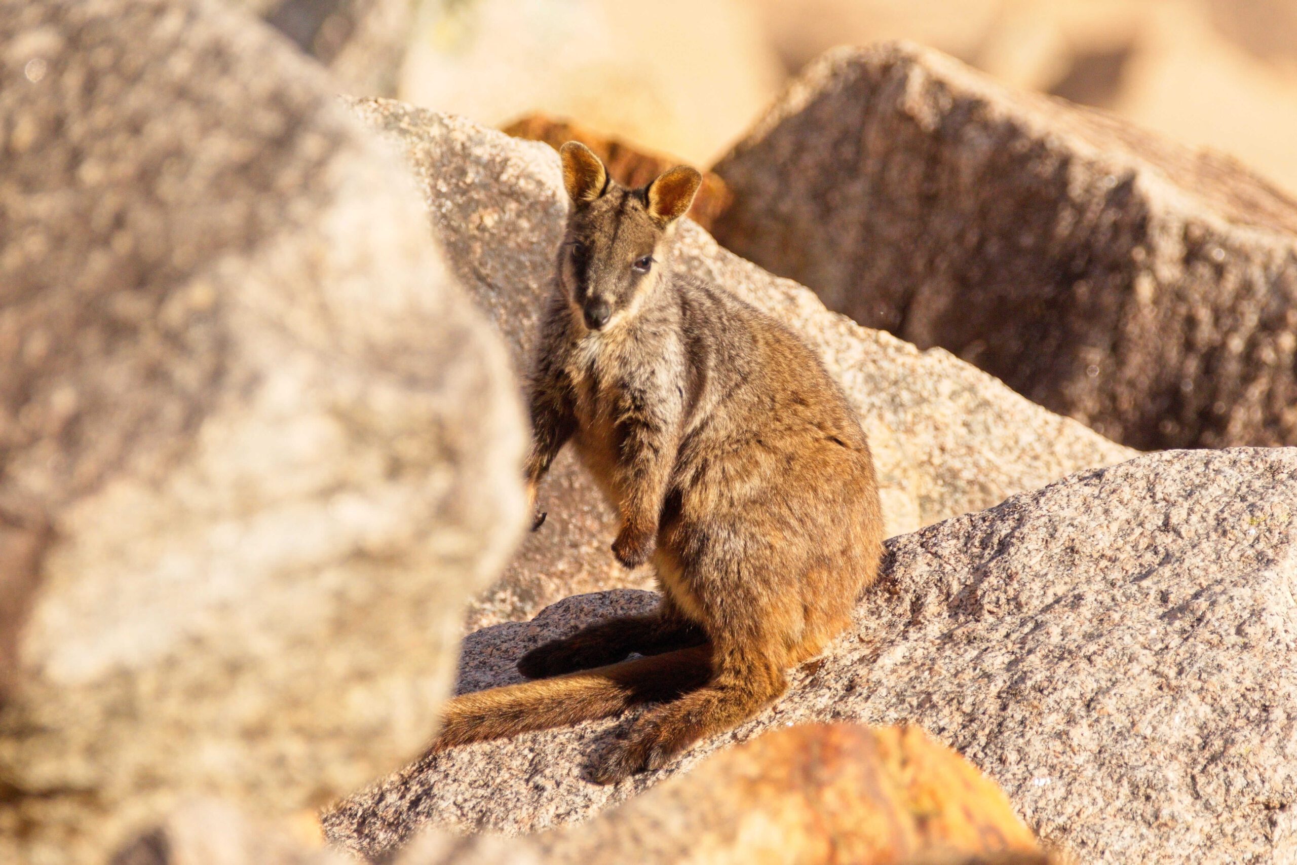Brush-tailed Rock-wallaby LR with thanks to Donald Hobern via Flickr (1)