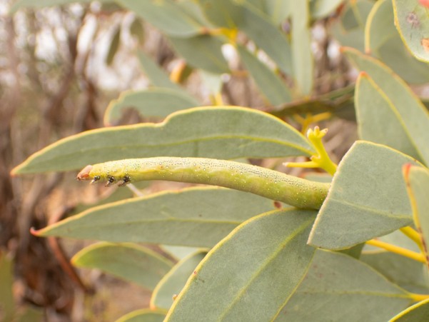 Picture2 A bright green Mallee Looper caterpillar pictured amongst bright green leaves