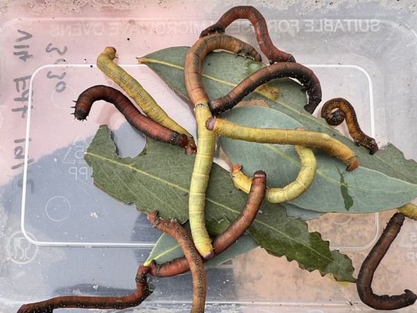 Picture3 Mallee Looper caterpillars eating eucalypt leaves in a plastic container. They are various colours from bright green to dark brown.