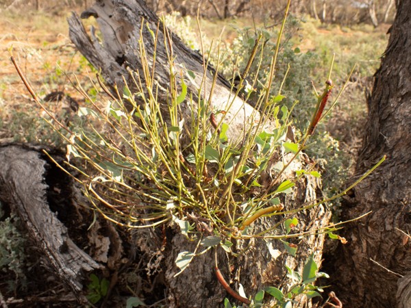 Picture4 Mallee Looper caterpillars eat the young shoots of a resprouting mallee eucalypt