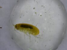 A591 - 20260318_104821 amphipod