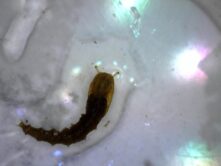 A742 - 20260318_120048 Black fly larvae Waterbug - Black fly larvae