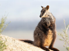 {{brizy_dc_image_alt entityId=