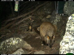 {{brizy_dc_image_alt entityId=