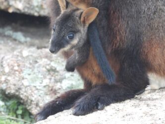 Southern Brush-tailed Rock-wallaby joey