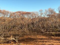 {{brizy_dc_image_alt entityId=