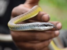 Common Tree Snake by D Taggart and G Clarke