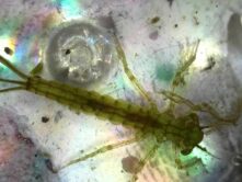 Damselfly_larvae Waterbug - damselfly larvae