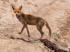 {{brizy_dc_image_alt entityId=