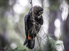 {{brizy_dc_image_alt entityId=