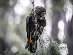 {{brizy_dc_image_alt entityId=