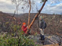 {{brizy_dc_image_alt entityId=