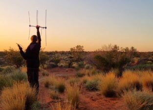 Wildlife Unlimited Field Ecologist, Jess Wolleboer, radio tracking in the field