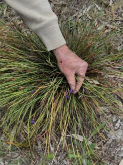 Plant identification Robyn Gower