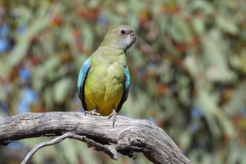 Scarlet-chested Parrot, Scotia NSW_JR_with_thanks_Department of Energy, Environment and Climate Action