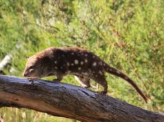 {{brizy_dc_image_alt entityId=