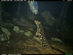 {{brizy_dc_image_alt entityId=