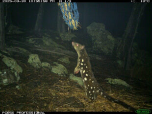 {{brizy_dc_image_alt entityId=