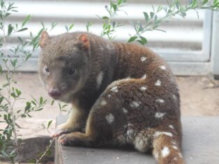 Spot-tailed Quoll called Goose {{brizy_dc_image_alt imageSrc=
