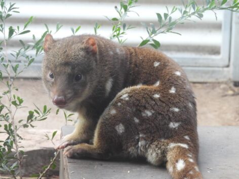 SpotTailedQuoll (1) Spot-tailed Quoll called Goose