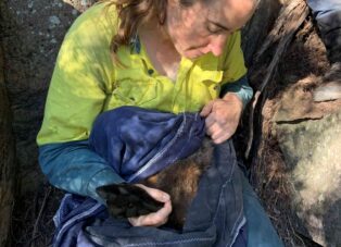 Senior Field Ecologist and Project Manager at Wildlife Unlimited, Willow Bourke, restraining a wallaby