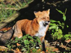 {{brizy_dc_image_alt entityId=